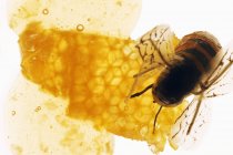 Honey, honeycomb and bee — Stock Photo