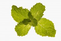 Fresh mint leaves — Stock Photo