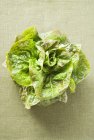 Lechuga fresca verde - foto de stock
