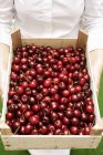 Woman holding crate with cherries — Stock Photo