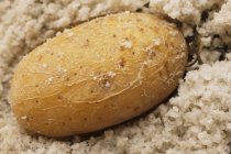 Целый приготовленный картофель — стоковое фото