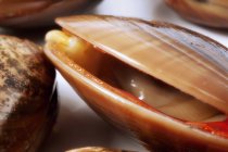 Closeup view of clam with opened valves — Stock Photo