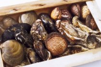 Closeup view of different kinds of shellfish in crate — Stock Photo