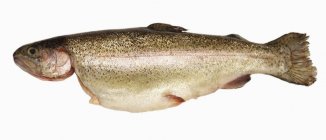 Fresh trout fish — Stock Photo