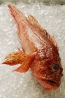 Red Scorpion fish — Stock Photo