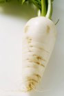 Radis frais blanc — Photo de stock