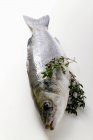 Fresh sea bass — Stock Photo