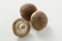 Three shiitake mushrooms — Stock Photo