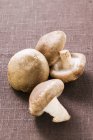 Quattro funghi shiitake — Foto stock