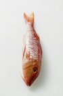 Fresh red mullet — Stock Photo