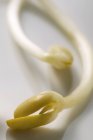 Две соевые капусты — стоковое фото