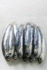 Varias anchoas frescas - foto de stock