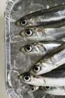 Several fresh anchovies — Stock Photo