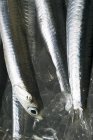Várias anchovas frescas — Fotografia de Stock