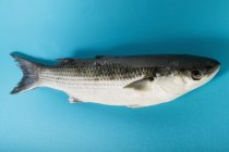 Fresh Grey mullet fish — Stock Photo