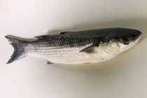 Pescado fresco de salmonete gris - foto de stock