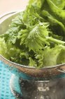 Freshly washed salad leaves — Stock Photo