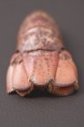 Cauda de lagosta, close-up — Fotografia de Stock