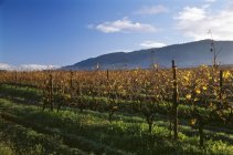 Дневной вид на виноградные лозы в регионе Стелленбос — стоковое фото