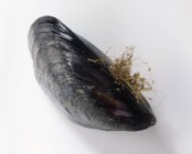 Fresh raw mussel — Stock Photo