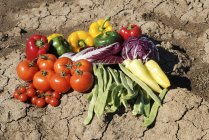 Овощи, лежащие на сухой земле — стоковое фото