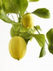 Frische reife Zitronen am Baum — Stockfoto