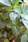 Spinat wächst im Garten — Stockfoto