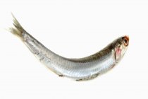 Raw whole anchovy — Stock Photo