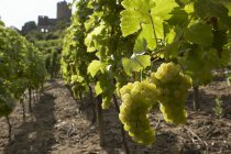 Дневной вид зеленых гроздьев винограда на виноградных лозах — стоковое фото