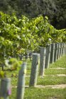 Vue diurne de rangées de vignes attachées à des poteaux en bois, Nouvelle-Zélande — Photo de stock