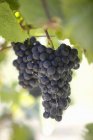 Vinho tinto uvas pretas — Fotografia de Stock