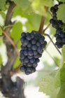 Red wine black grapes — Stock Photo