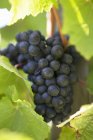 Червоне вино чорний виноград — стокове фото