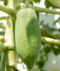 Papaya growing on tree — Stock Photo