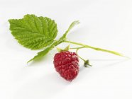 Rapsberry rojo maduro fresco - foto de stock