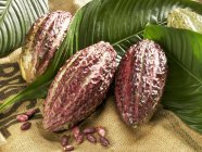 Frutas de cacao con hojas - foto de stock