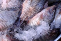 Fresh raw Red snapper — Stock Photo