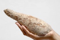 Main tenant une racine de manioc sur fond blanc — Photo de stock