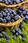 Fresh picked blueberries — Stock Photo