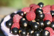 Fresh picked raspberries and blackcurrants — Stock Photo