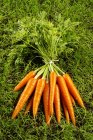 Fresh ripe carrots — Stock Photo
