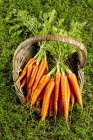 Zanahorias frescas maduras - foto de stock