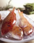 Pescado salmonete rojo fresco - foto de stock