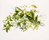 Hierbas verdes frescas - foto de stock