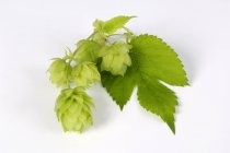 Closeup view of fresh hop cones with leaf on white surface — Stock Photo
