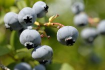 Ripe blueberries on bush — Stock Photo