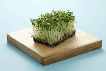 Brotos de brócolis verdes — Fotografia de Stock