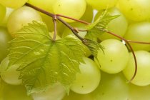 Uvas blancas con hojas - foto de stock