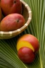 Mangos frescos maduros - foto de stock