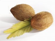 Noix de coco mûres avec feuille — Photo de stock